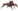 Araxxor